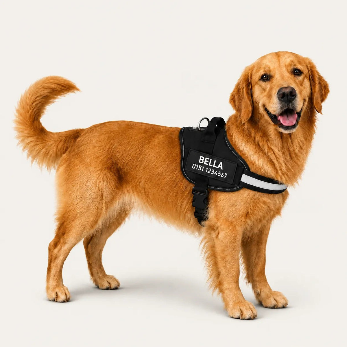 Komplett-Set – am Hund