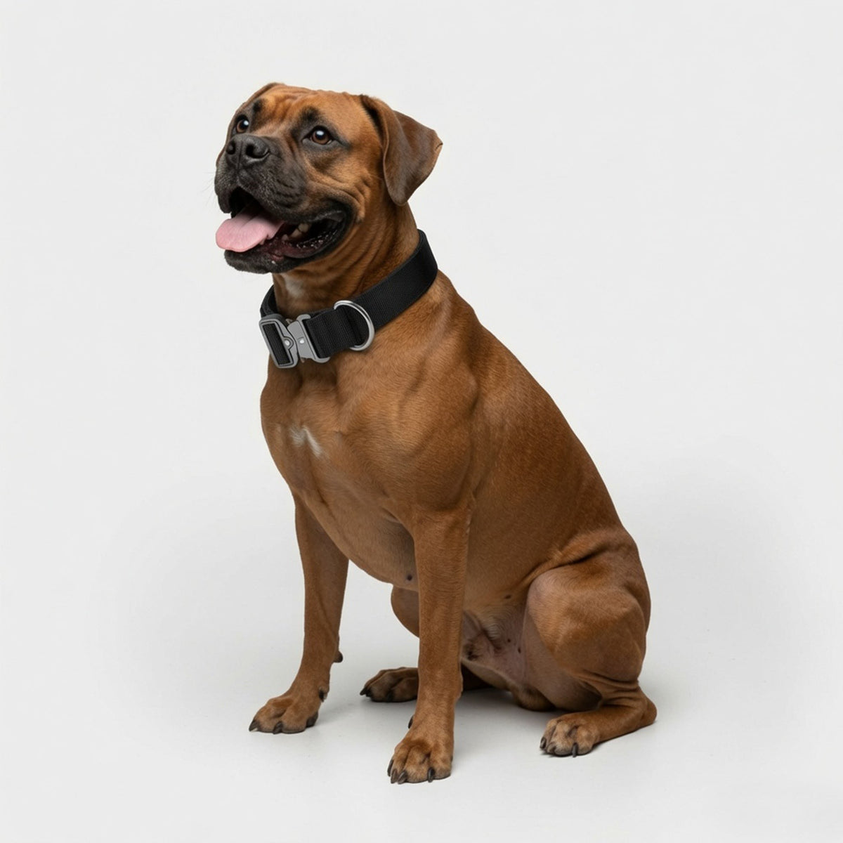 Taktisches Hundehalsband – am Hund