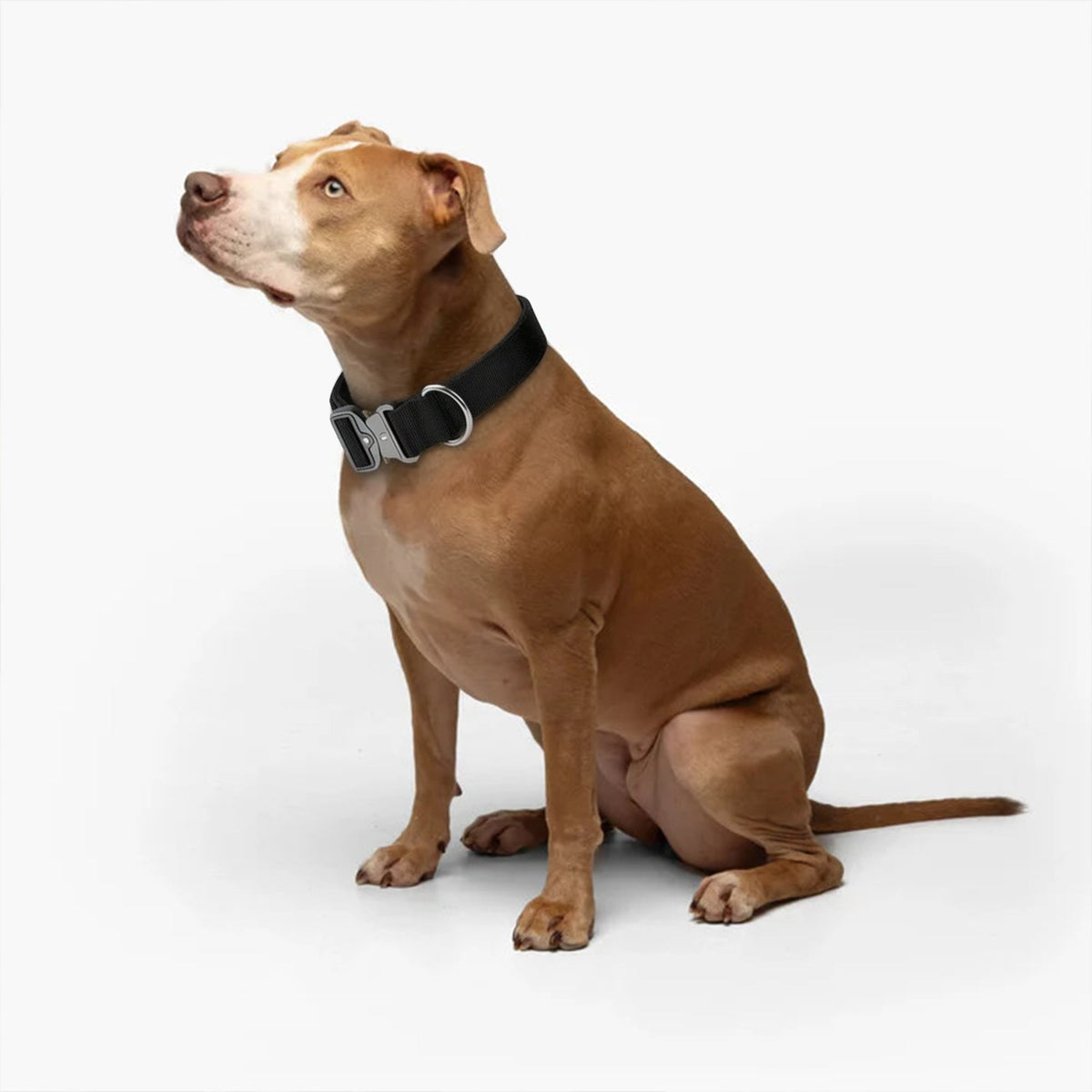 Taktisches Hundehalsband – am Hund