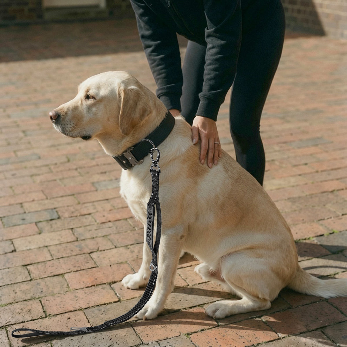 Taktisches Hundehalsband – am Hund